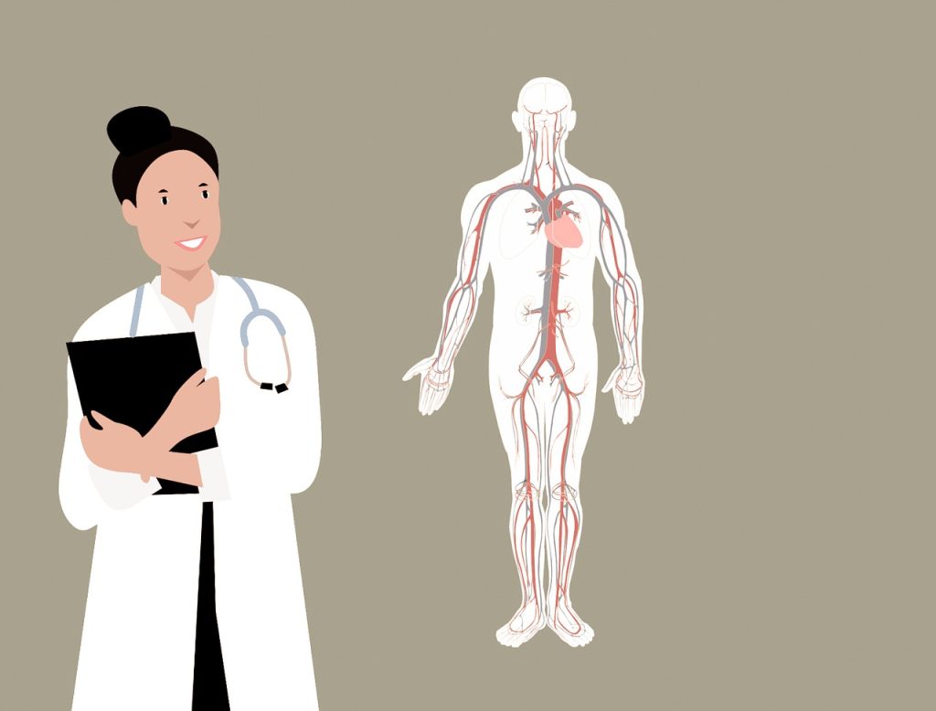 cardiovascular system is the part of what is on mcat